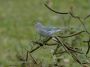 Day05 - 09 * Sayaca Tanager
